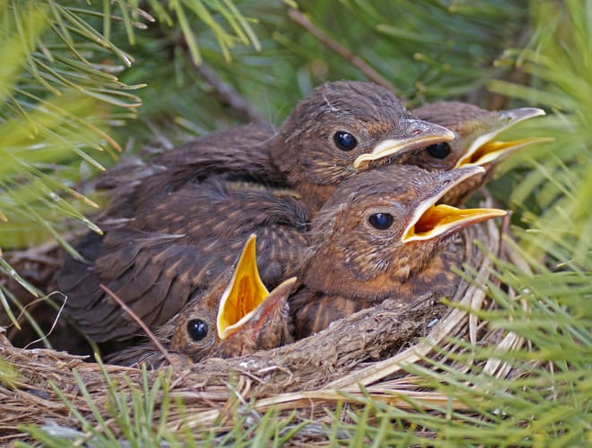Fehmarn Vogelreservat, Wallnau Amseln