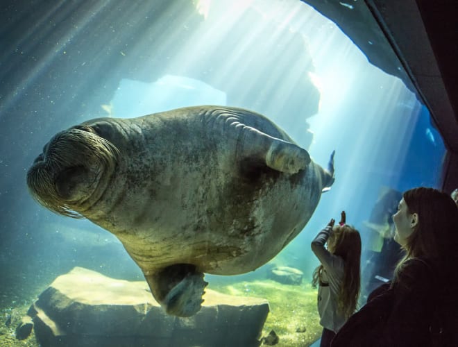 Hagenbecks Tierpark Rabatt Adac