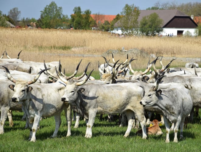 Hortobágy-Mata, Hortobágyi Nemzeti Park