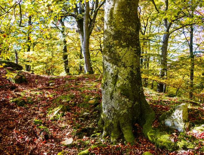 Nationalpark Hunsrück-Hochwald