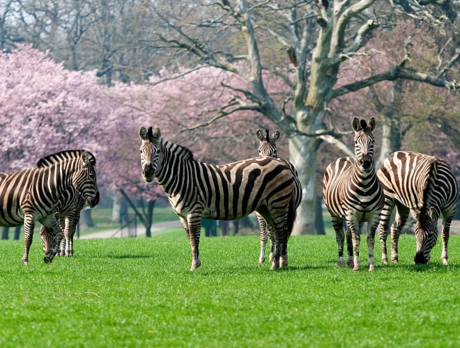 Bandholm (Insel Lolland), Knuthenborg Safaripark