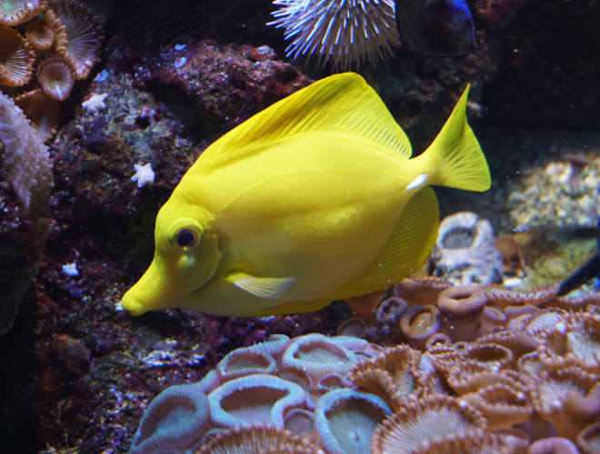 Cattolica, Acquario di Cattolica
