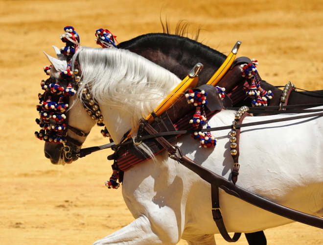 Jerez de la frontera, Königliche Reitschule