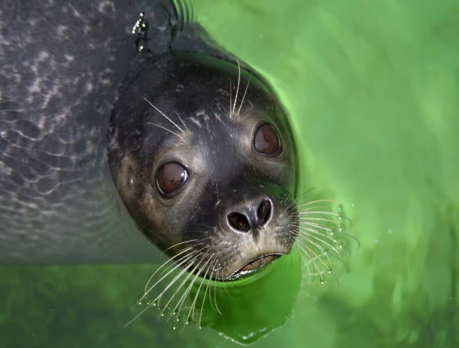 Kiel, Aquarium Geomar