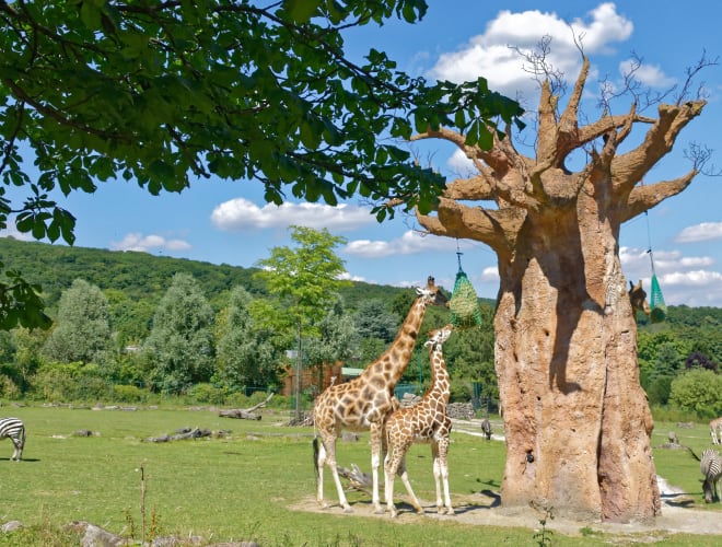 Kronberg im Taunus, Opel-Zoo