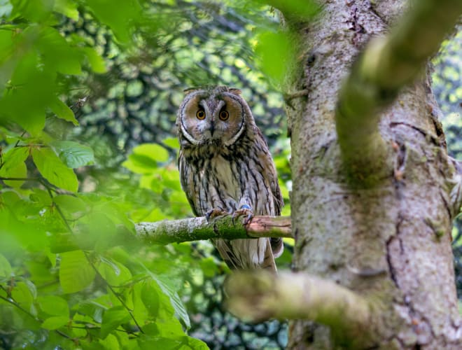 Neuschönau, Tierfreigelände Neuschönau