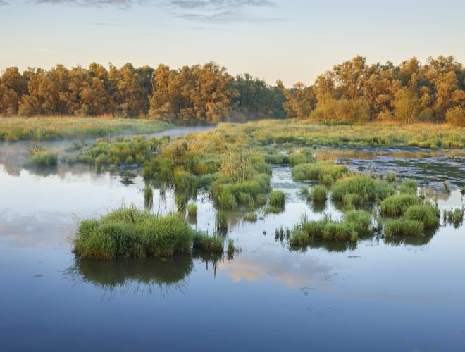 De Hollandse Biesbosch Nationalpark