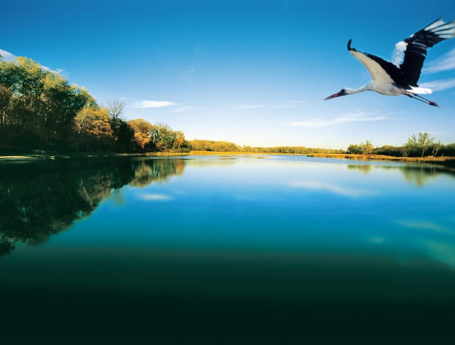 Orth a.d. Donau, Donau-Auen