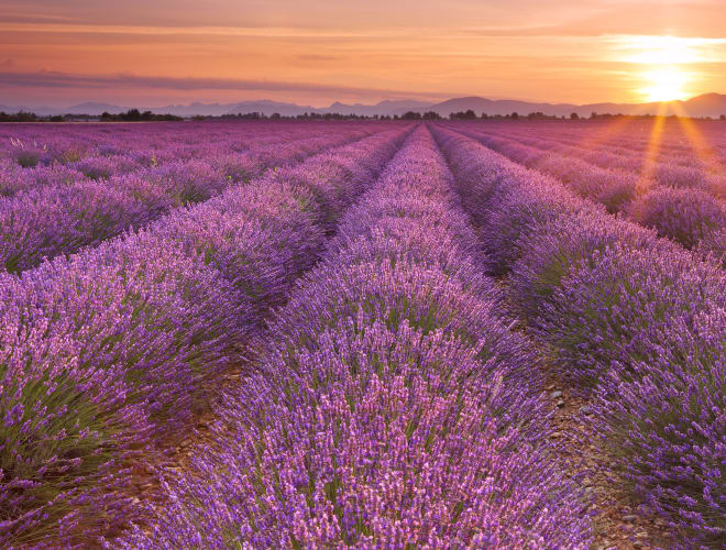 Valensole, Plateau de Valensole