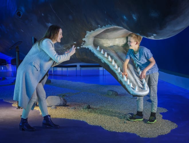 Reykjavík, Whales of Iceland