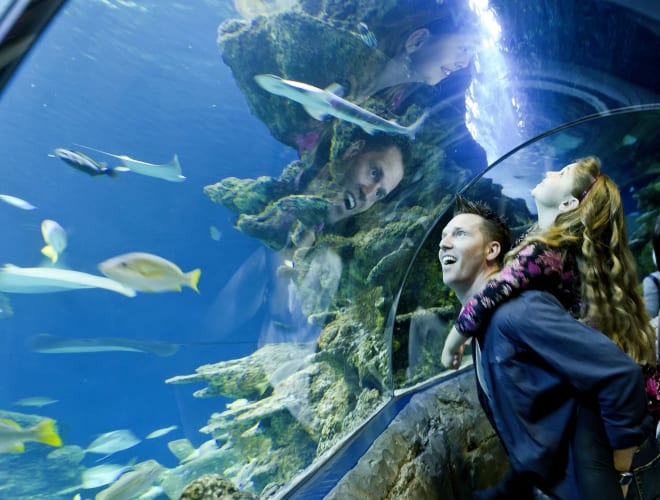 London, Sea Life London Aquarium
