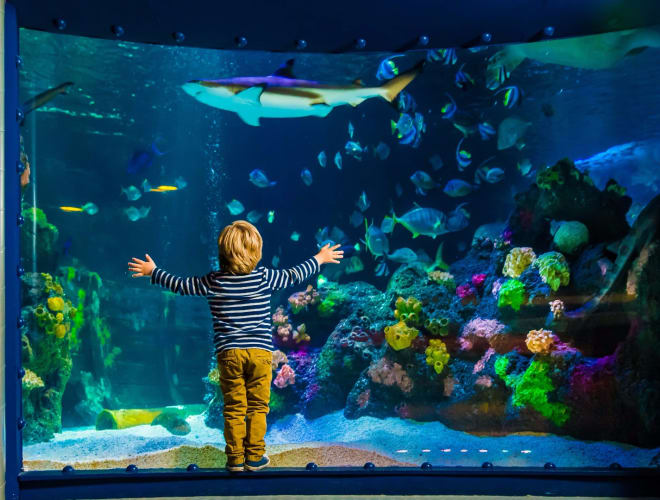Timmendorfer Strand, Sea Life