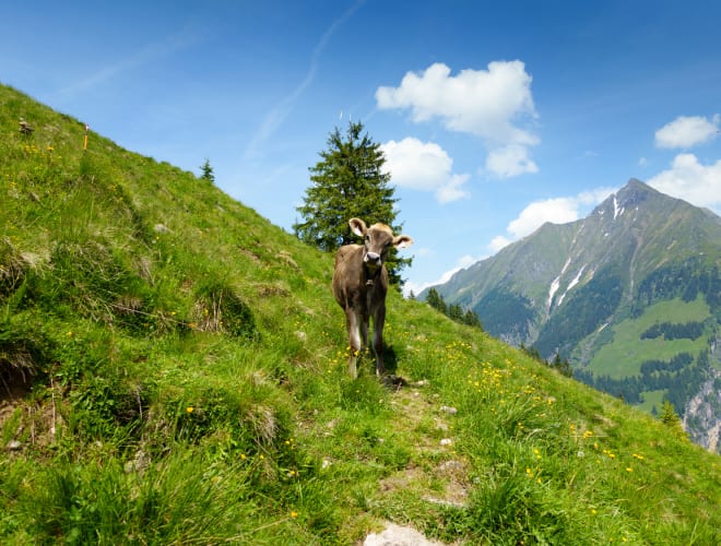 Hochgebirgs-Naturpark Zillertaler Alpen