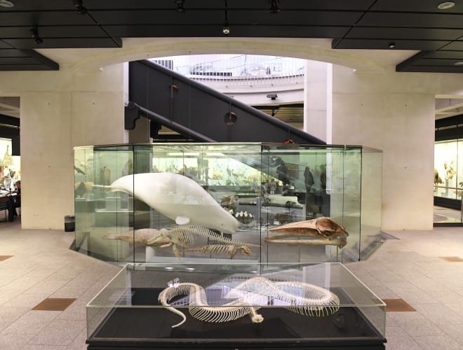 Zürich, Universität Zoologisches Museum
