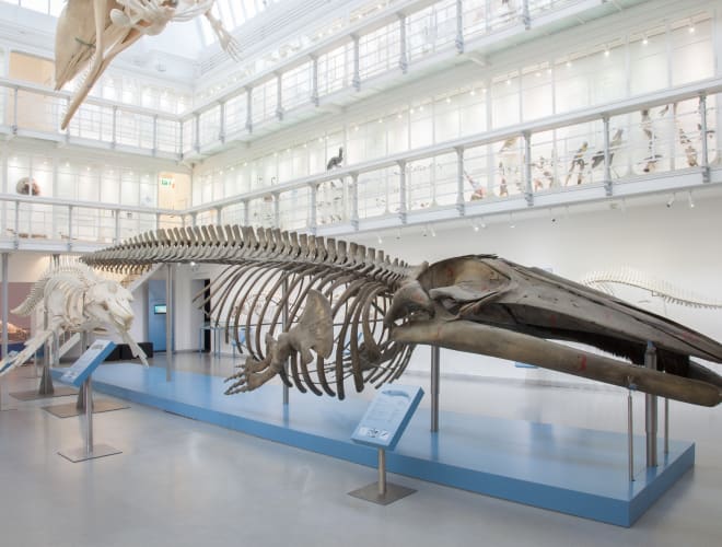 Kiel, Zoologisches Museum