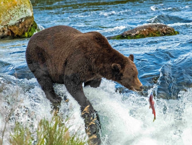 Katmai National Park Infos, Preise und mehr ADAC Maps