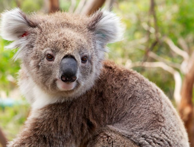 Port Macquarie, Koala Hospital