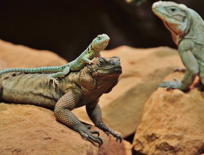 Landau in der Pfalz, Reptilium
