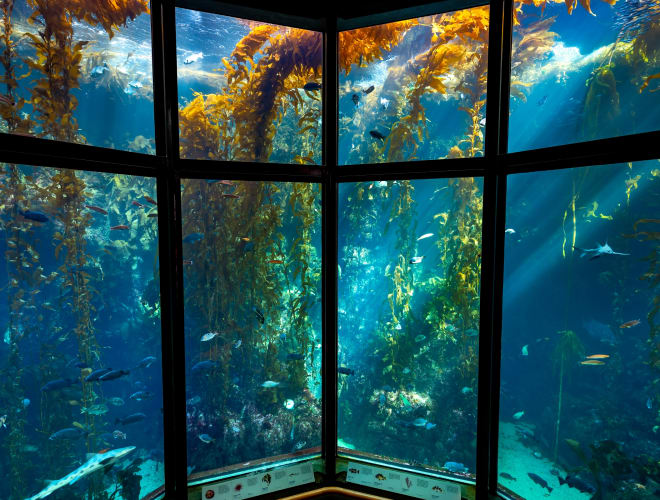 Monterey, CA, Monterey Bay Aquarium