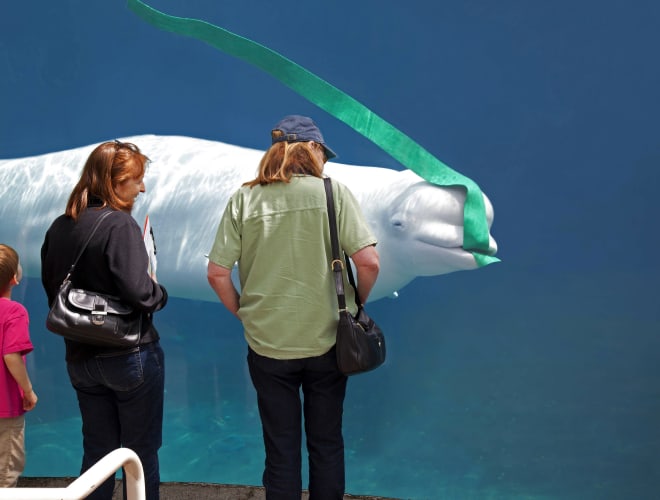 Mystic, CT, Mystic Aquarium