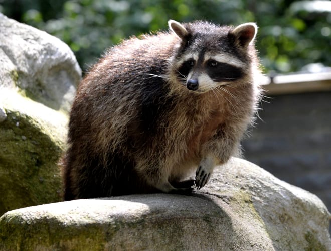 Neumünster, Tierpark Neumünster