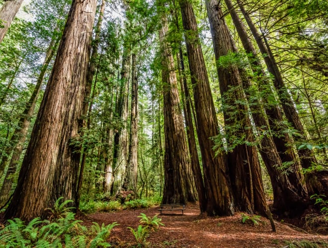 Orick, CA, Tall Trees Grove