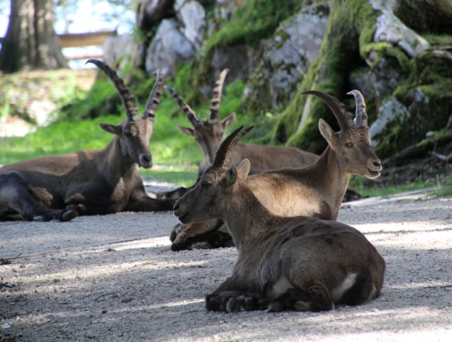 Rosegg, Schloss und Tierpark Rosegg