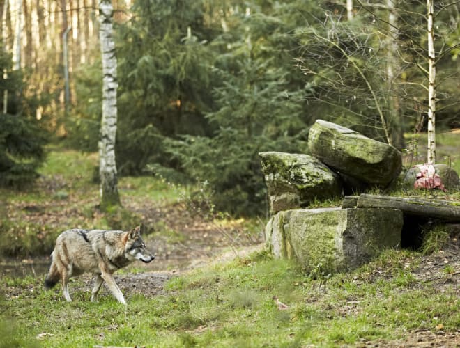 Schorfheide/Groß Schönebeck, Wildpark Schorfheide