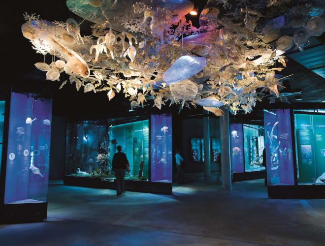 Stralsund, Ozeaneum