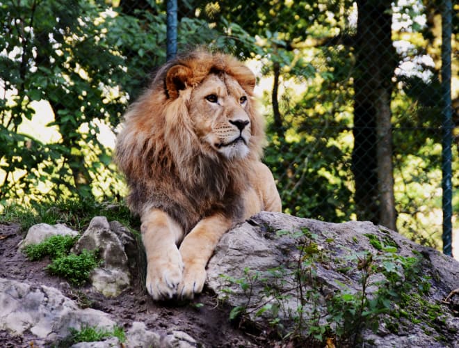 Tiergarten Straubing, Straubing Infos, Preise und mehr ADAC Maps