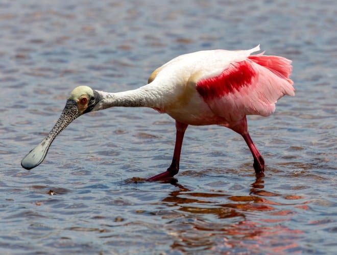 Titusville, FL, Merritt Island National Wildlife Refuge