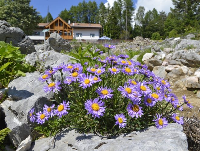 Vason, Botanischer Alpengarten Viotte