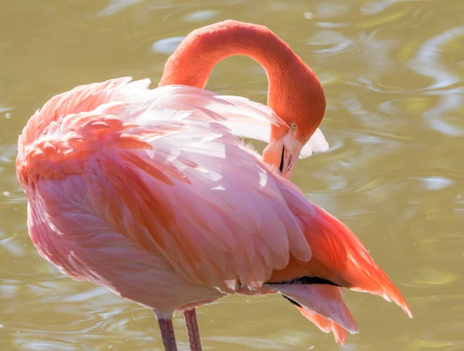 Villars-les-Dombes, Parc des Oiseaux