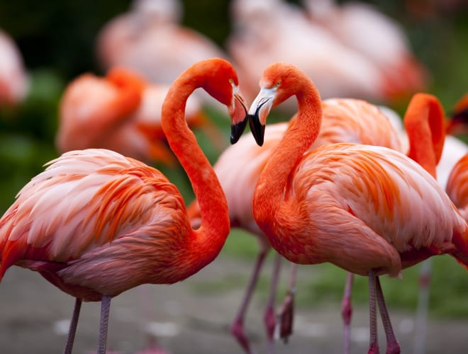 Walsrode, Weltvogelpark Walsrode