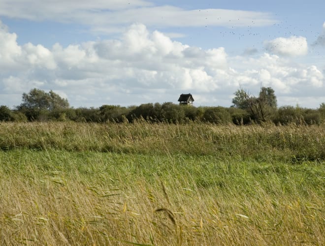 Ely, Wicken Fen