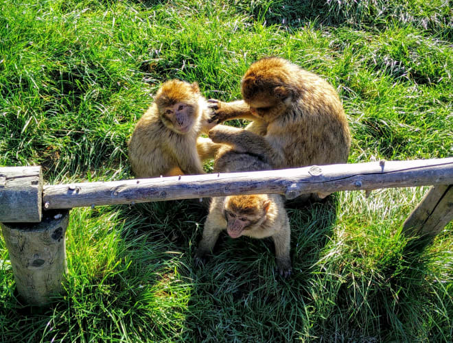 Reichshof, Affen- und Vogelpark Eckenhagen