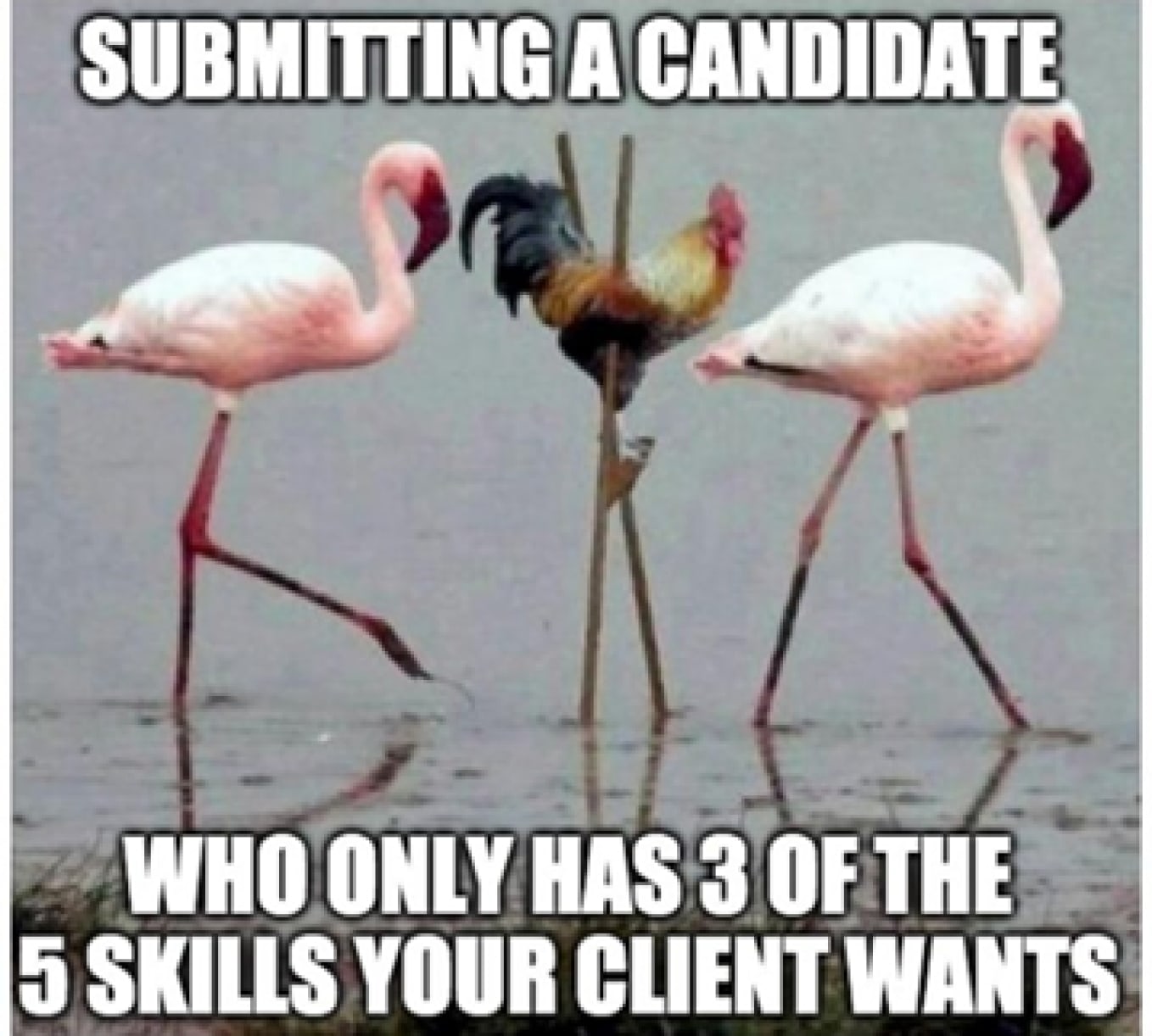 Hilarious Recruiting Memes That Will Leave You Rofl