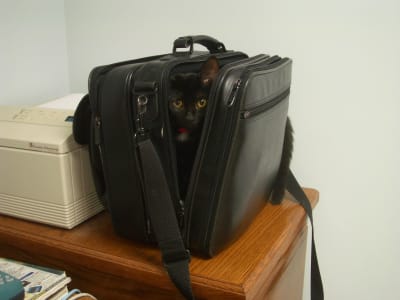 A tiny black kitten peeks out from inside a black leather laptop bag