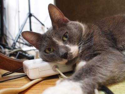 grey and white cat laying on top of desk with head resting on top of macbook charger and left paw outstretched