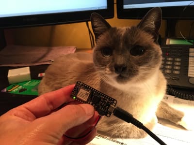 grey and white cat sitting on top of desk staring at feather M0 trinket developmental board