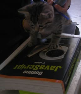 Tiny cute kitten looking befuddled, held over a textbook: Domine Javascript 3rd edicion