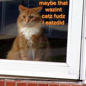 A suprised-looking longhaired orange cat looking out a window with the caption: maybe that wazint catz fudz i eatzdid