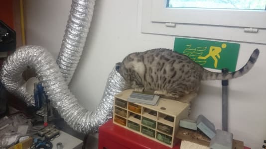 A spotted grey cat perched on a bin organizer, their head stuck in a silver flexible duct tube