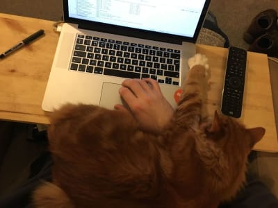 A longhaired orange cat has their paw on a laptop, reaching out over a person’s typing hand