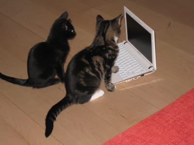 Two dark kittens investigate a small white laptop
