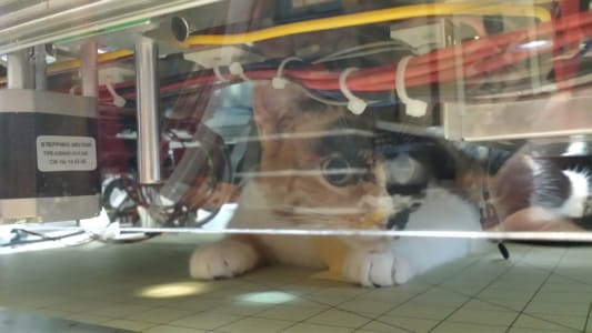 A calico cat crouched underneath a wired machine looks out through clear plastic