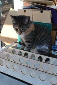 A tabby kitten sits on an unfinished project. The project is thin strips of wood with many identical holes cutout of the broadside.