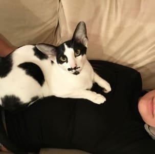 A white cat with black spots sits on its person's chest. The cat is unusual because it has large pointy ears and an angular face.
