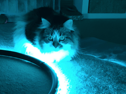 A pensive fluffy cat is bathed in blue light from a NeoPixel. The cat is sitting on a carpet with the led snaking past towards the front.