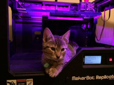 A tabby kitten perched inside a black 3D printer illuminated by purple light